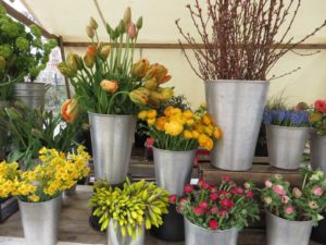 Blumen Blumen